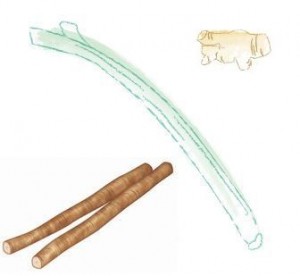 積極的に摂りたい「身体を温める」食材